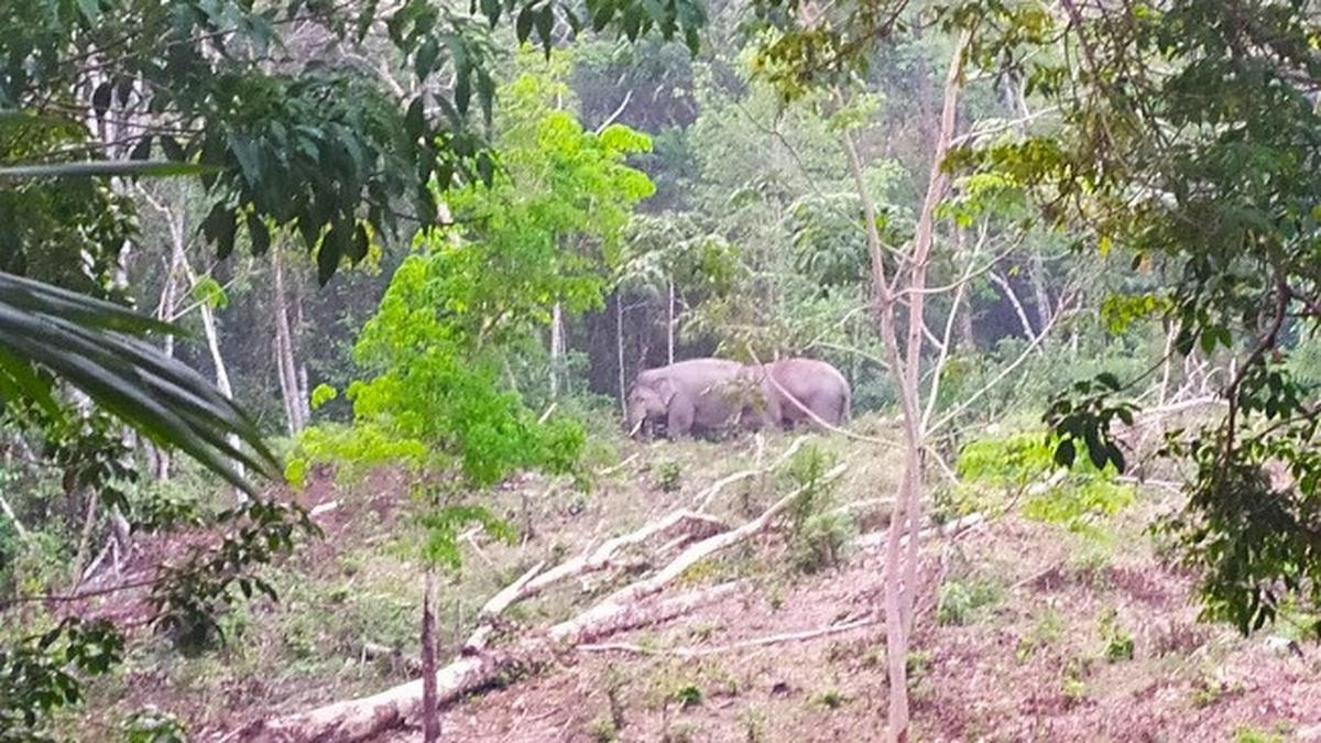 Kementerian Lingkungan Hidup dan Kehutanan Musnahkan Lebih dari 700 Hektare Kebun Sawit di Taman Nasional Tesso Nilo